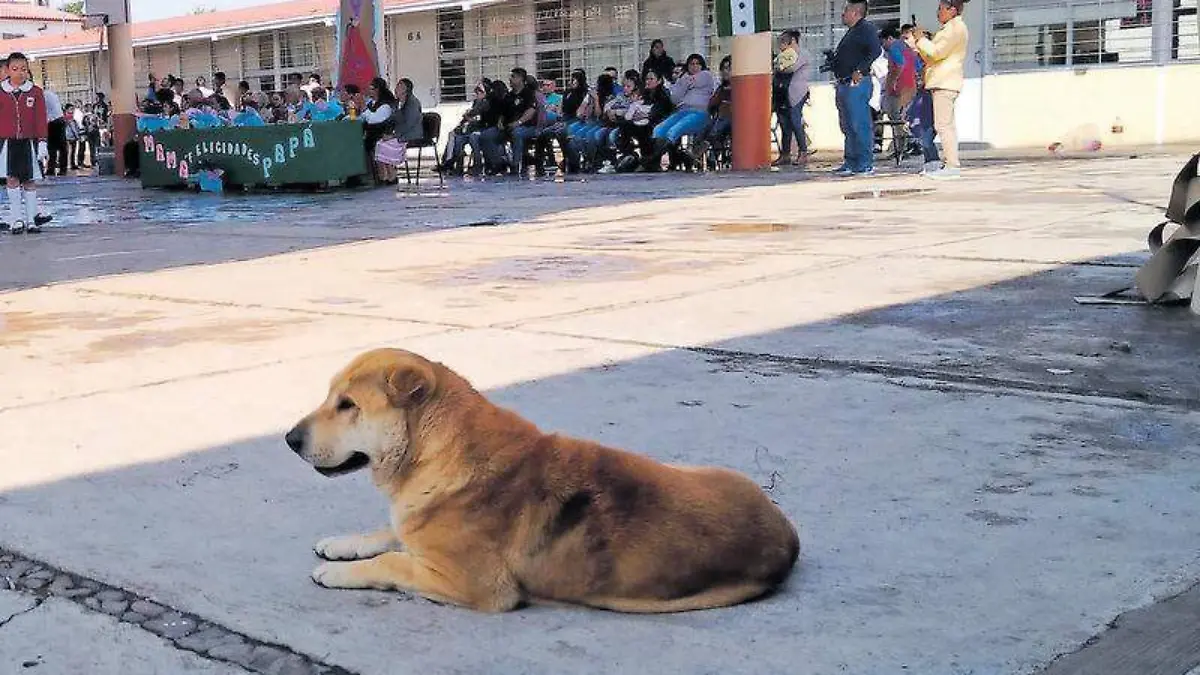 Perro, animales, bienestar animal